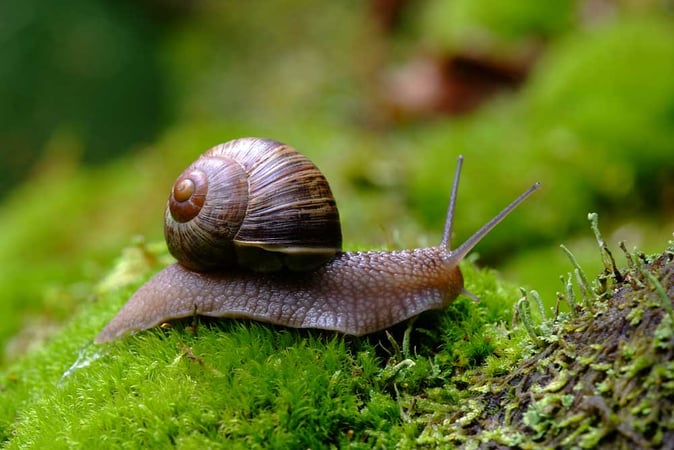 Burgundy Snails