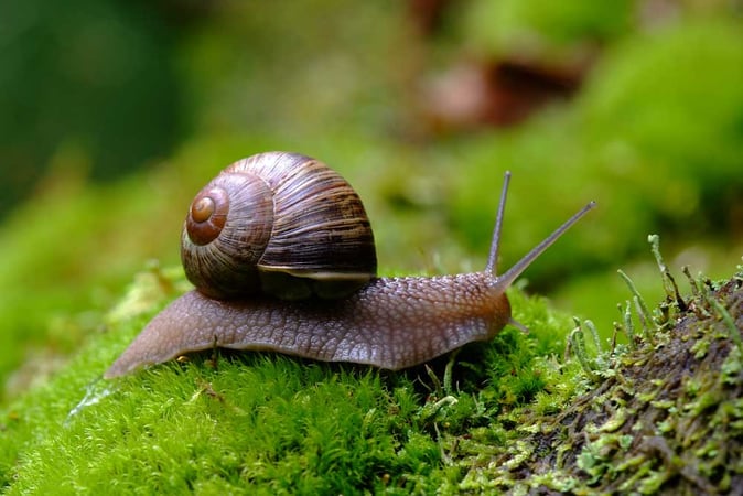 French-Snail-in-the-Wild.jpg
